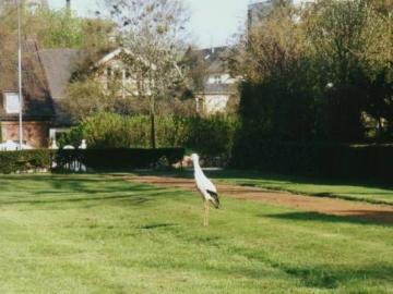 Storch im Park an der M�hle